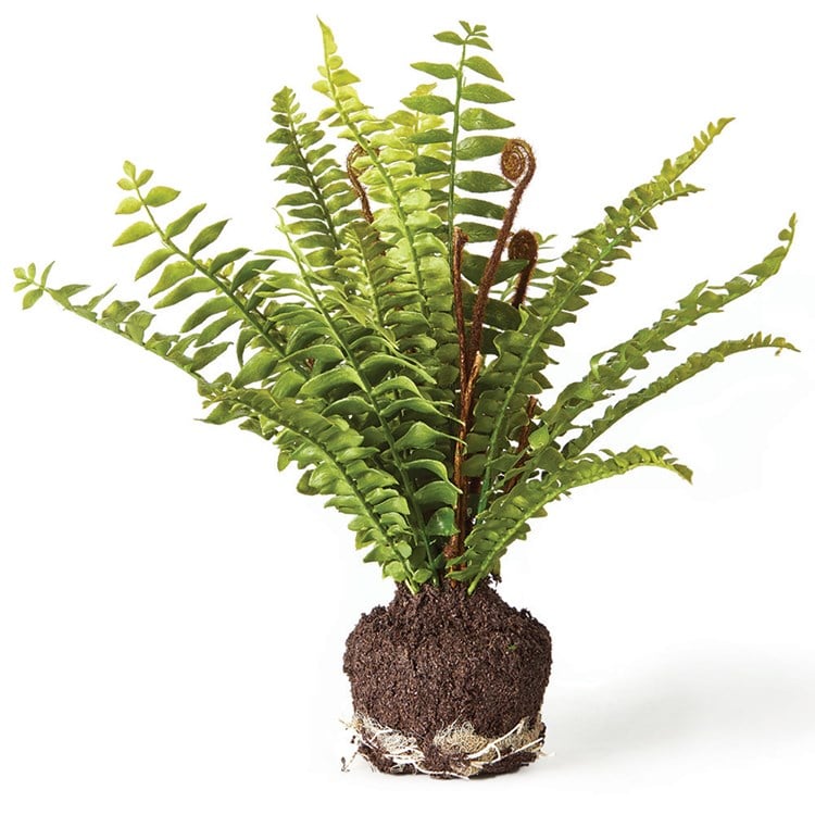 BOSTON FERN DROP-IN 11"