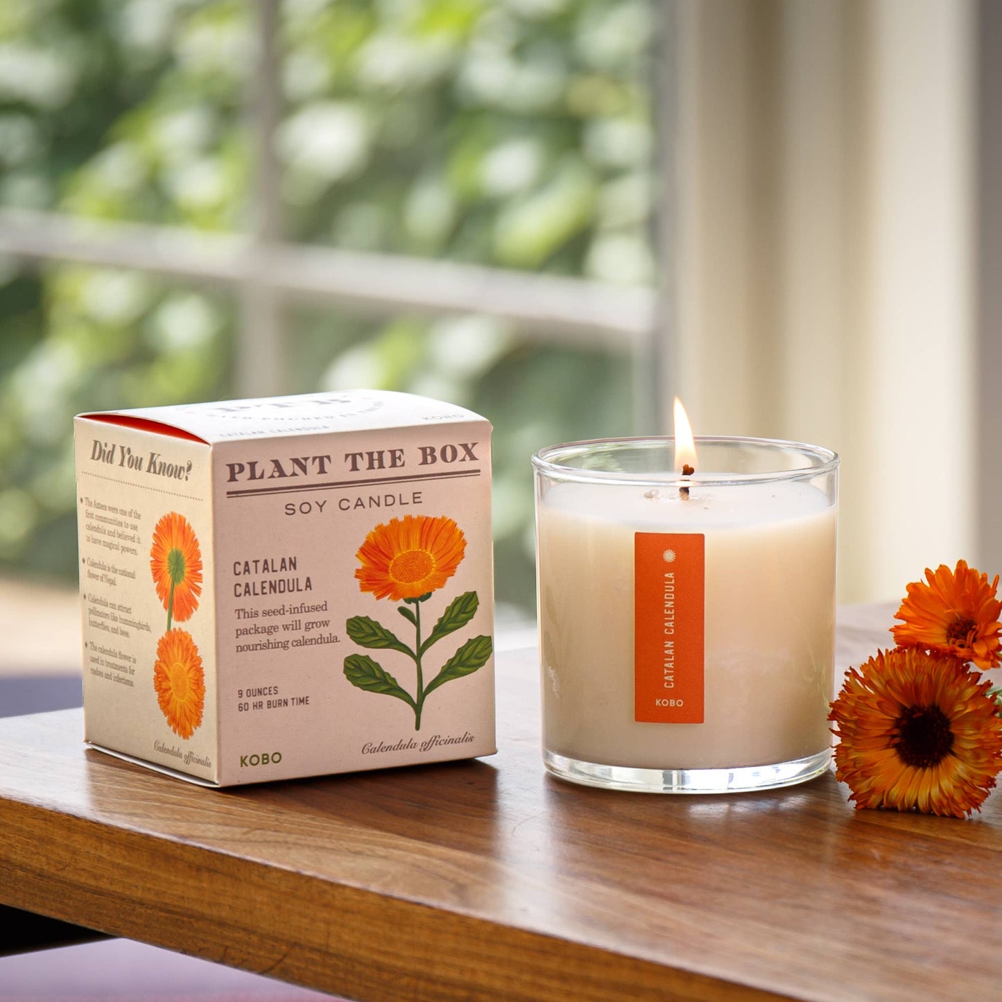 Catalan Calendula - Plant the Box Candle - 9oz.