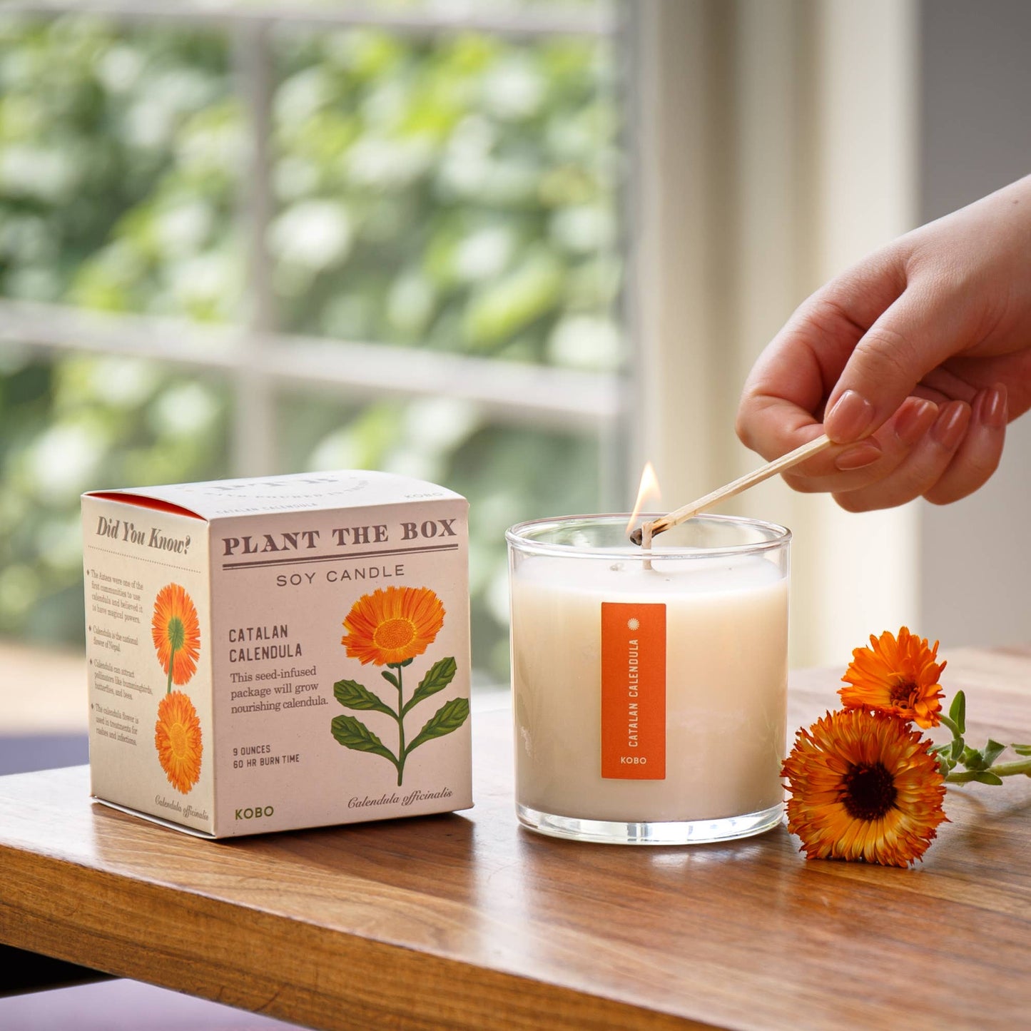 Catalan Calendula - Plant the Box Candle - 9oz.