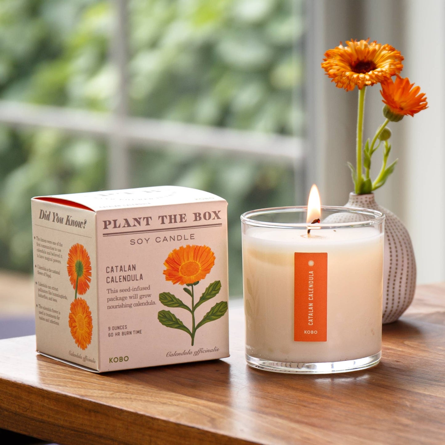 Catalan Calendula - Plant the Box Candle - 9oz.