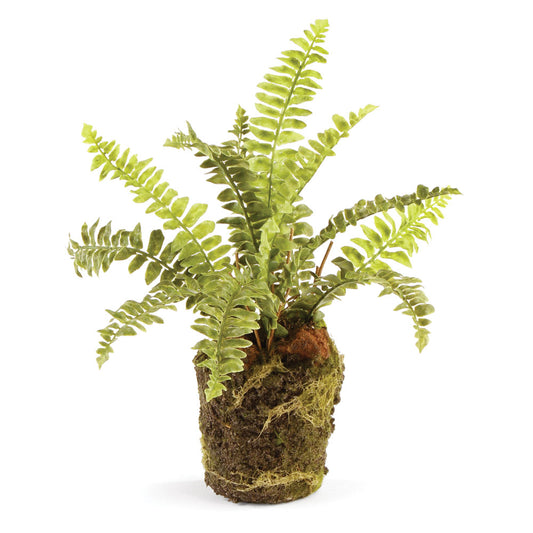 9” Boston Fern Drop In
