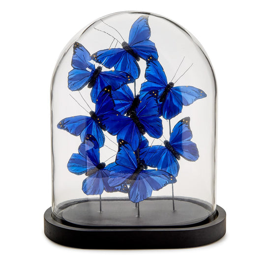 Butterflies in Dome, Ultramarine