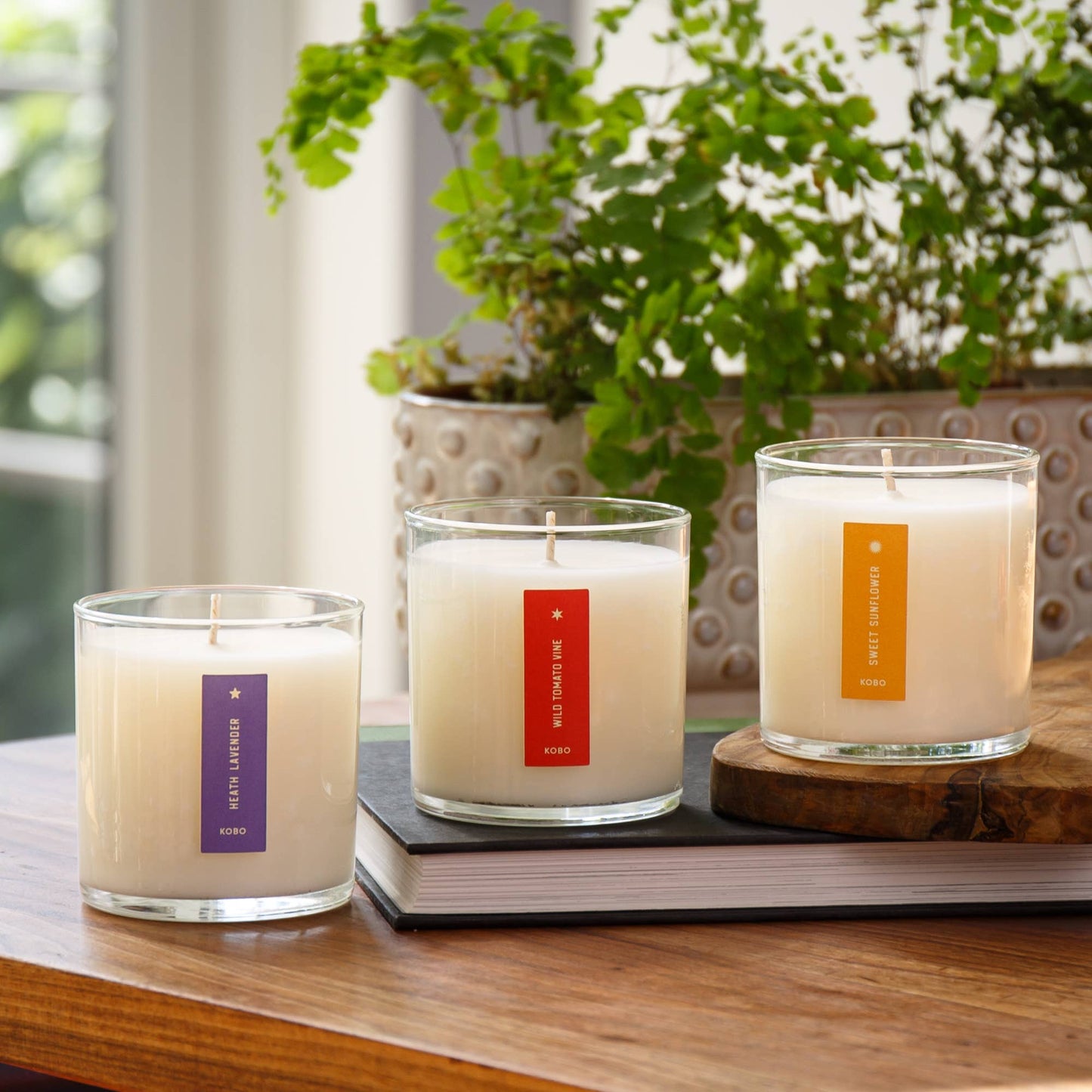 Wild Tomato Vine - Plant the Box Candle - 9oz.