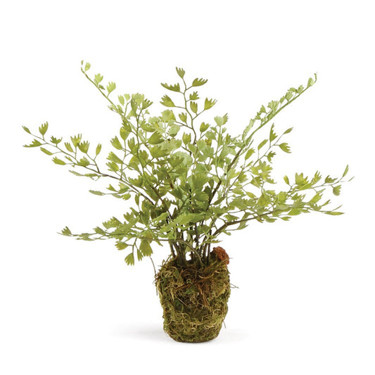 MAIDENHAIR DROP-IN 9"